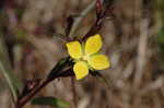 Narrowleaf primrose-willow